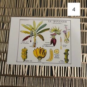 🍌French Language Single Postcard Art Print - Vintage Botany - Banana 4